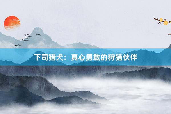 下司猎犬：真心勇敢的狩猎伙伴